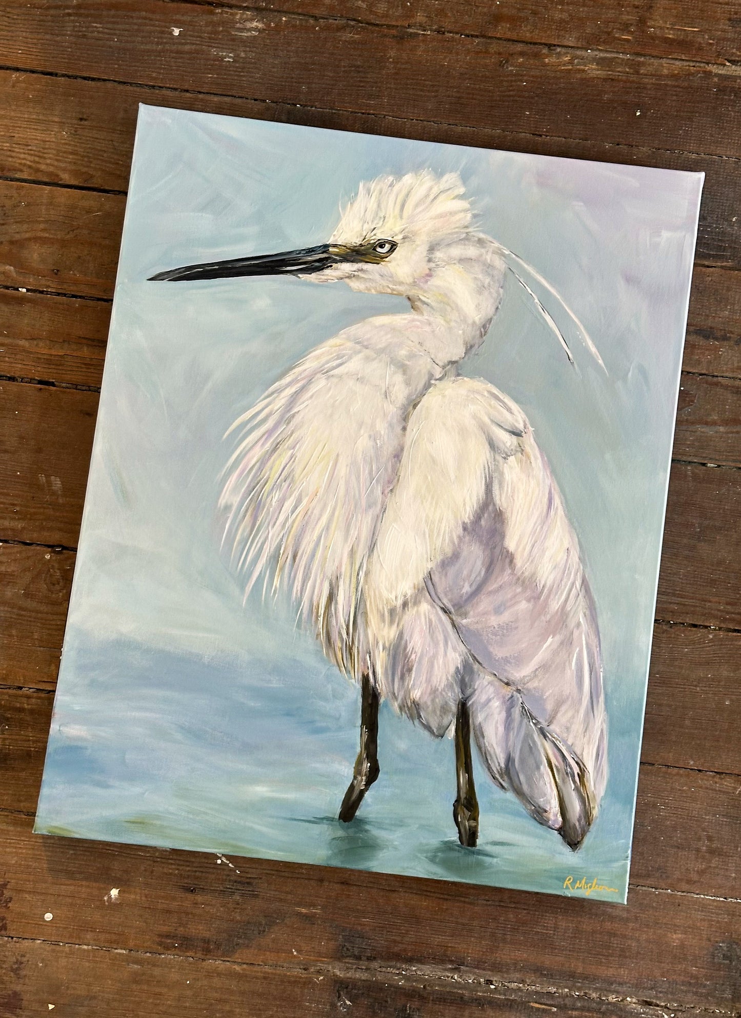 Little Egret