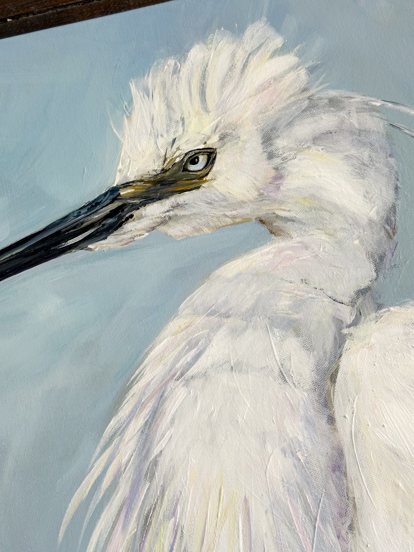 Little Egret