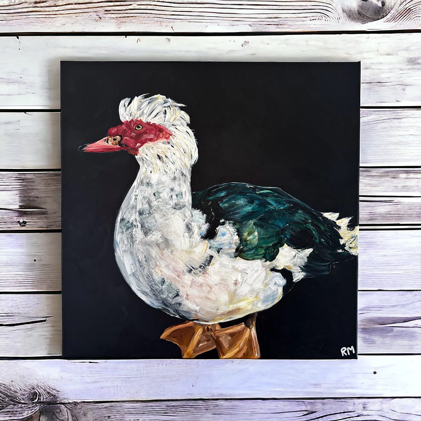 Muscovy Duck