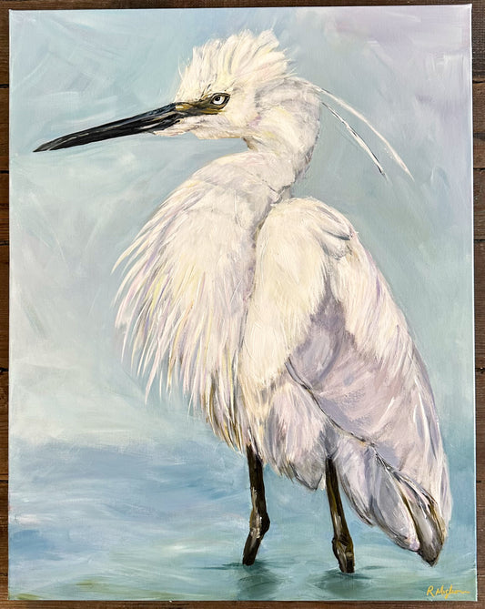 Little Egret
